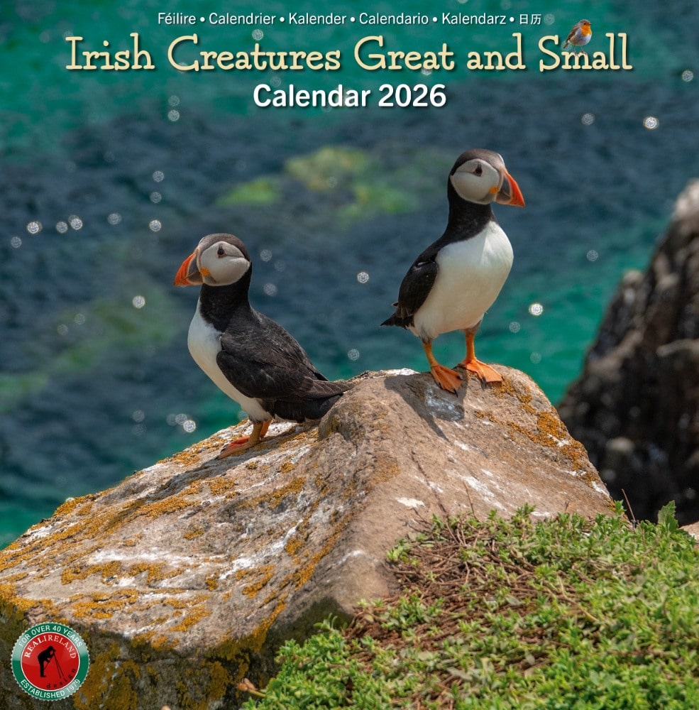 Irish Creatures Great & Small Medium Calendar 2026