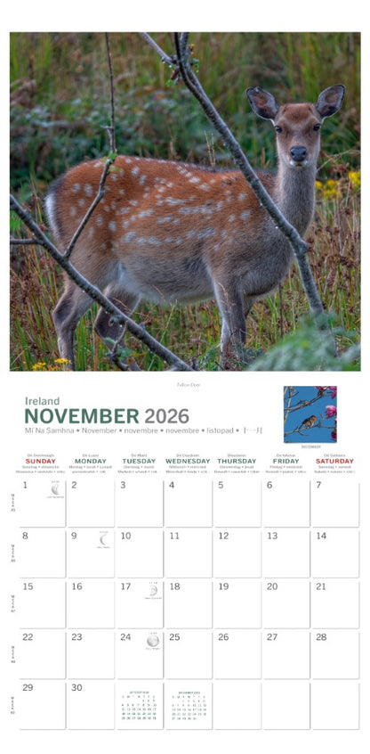 Irish Creatures Great & Small Medium Calendar 2026