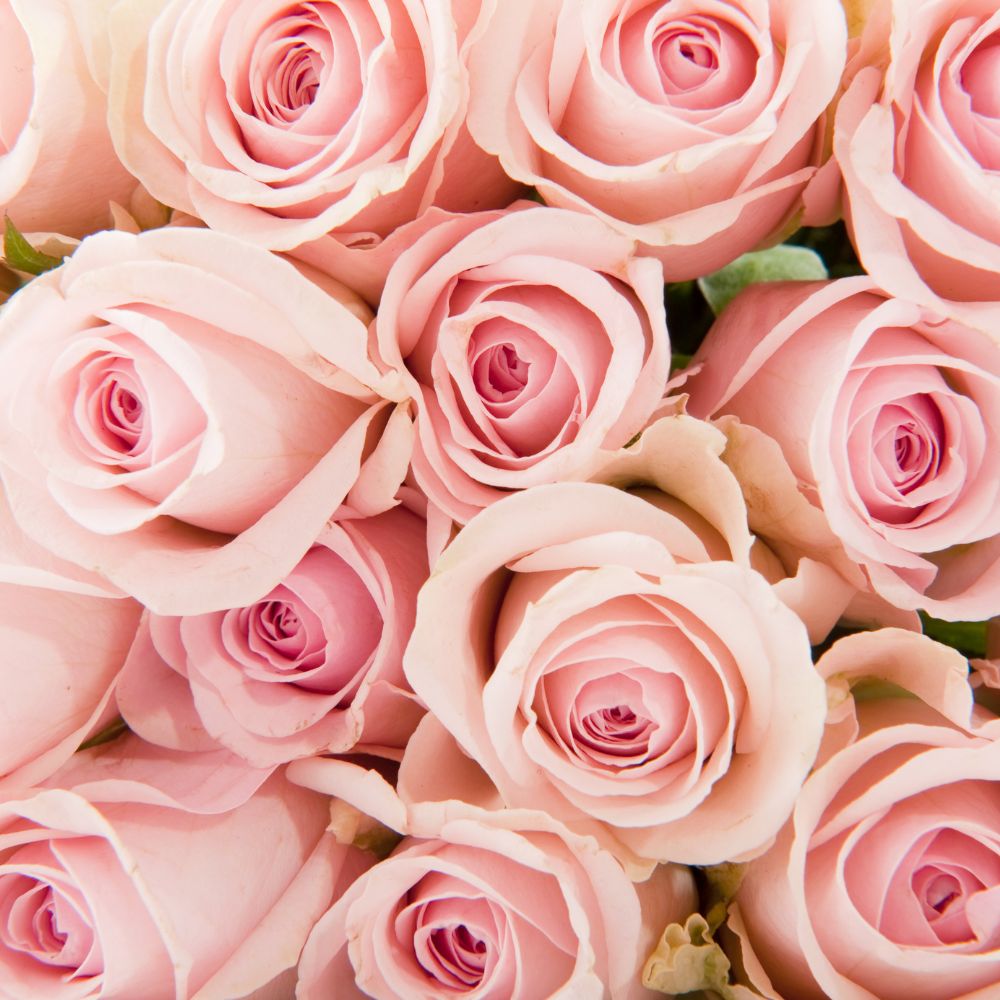 Murphy's Irish Rose Soap 100g