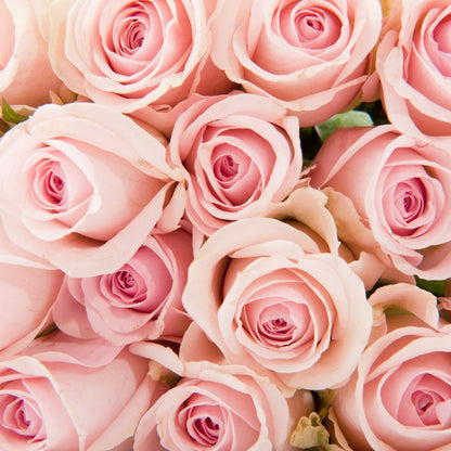 Murphy's Irish Rose Soap 100g