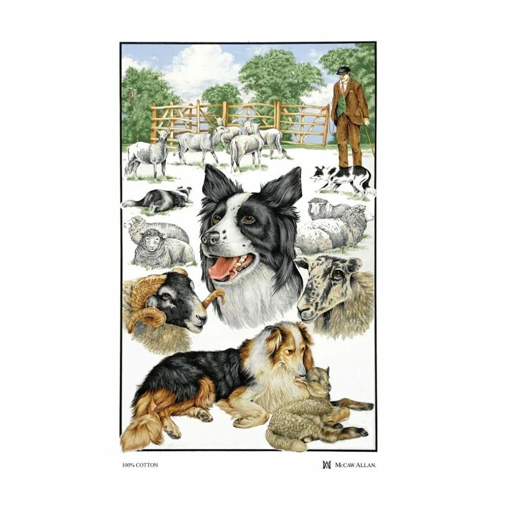 Collie Dog and Sheep Kitchen Tea Towel
