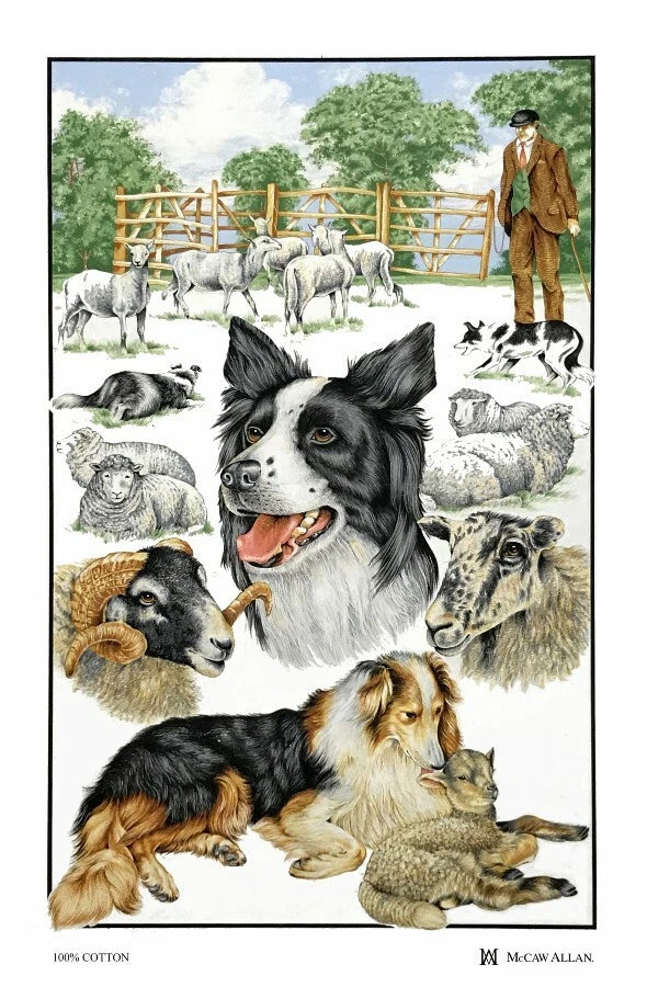 Collie Dog and Sheep Kitchen Tea Towel