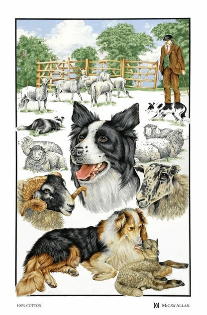 Collie Dog and Sheep Kitchen Tea Towel